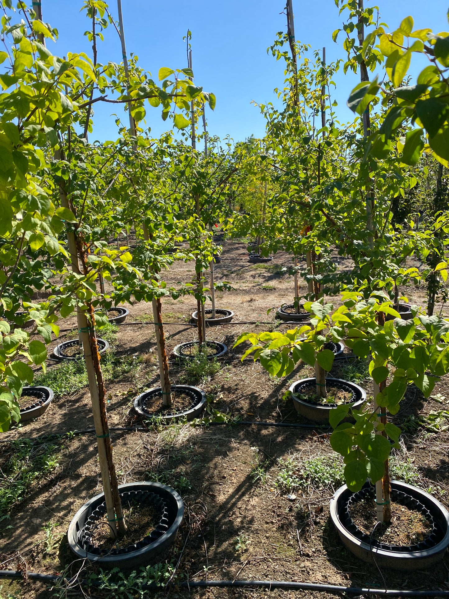 China Snow® Peking Lilac