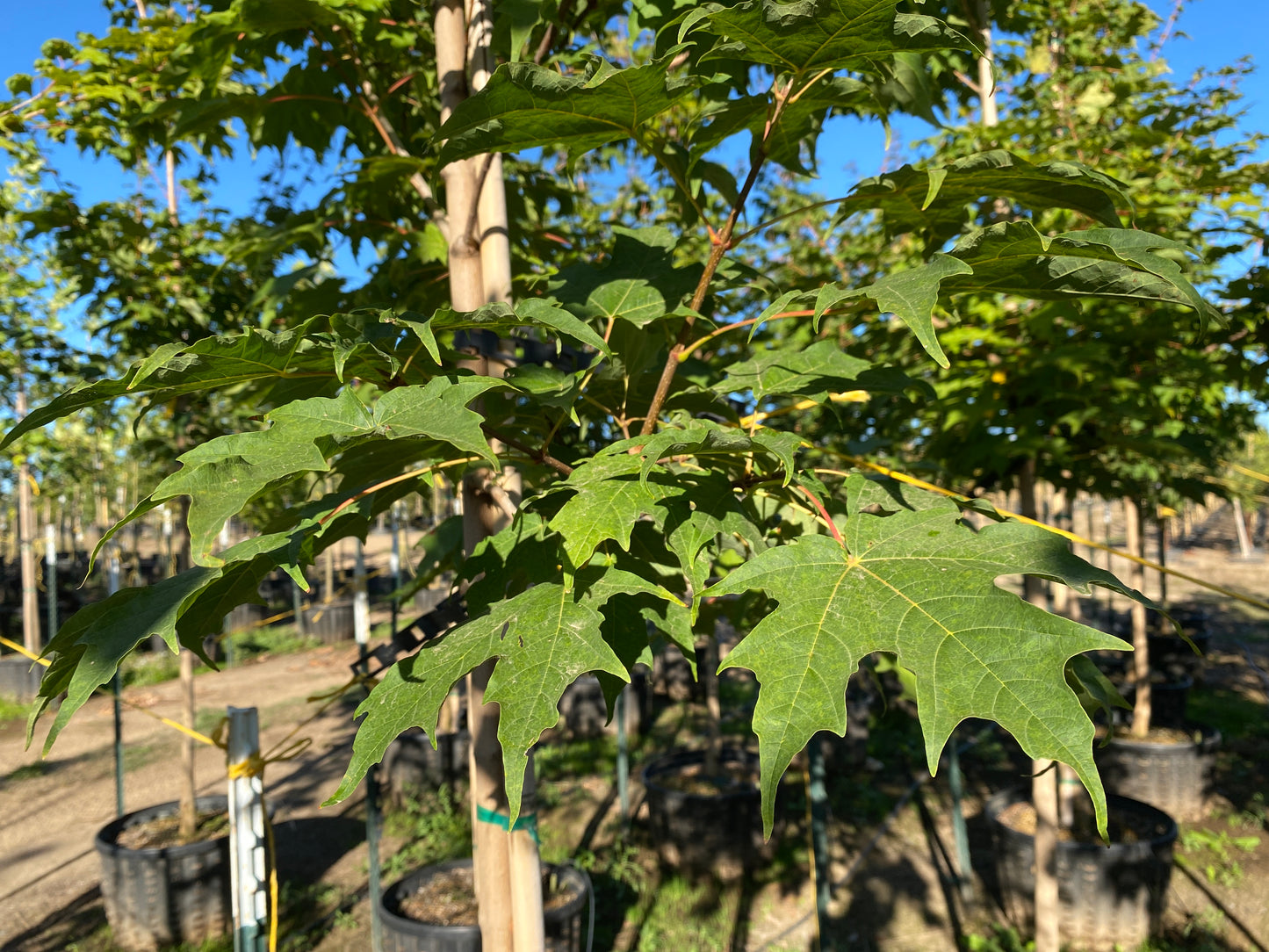 Green Mountain® Sugar Maple