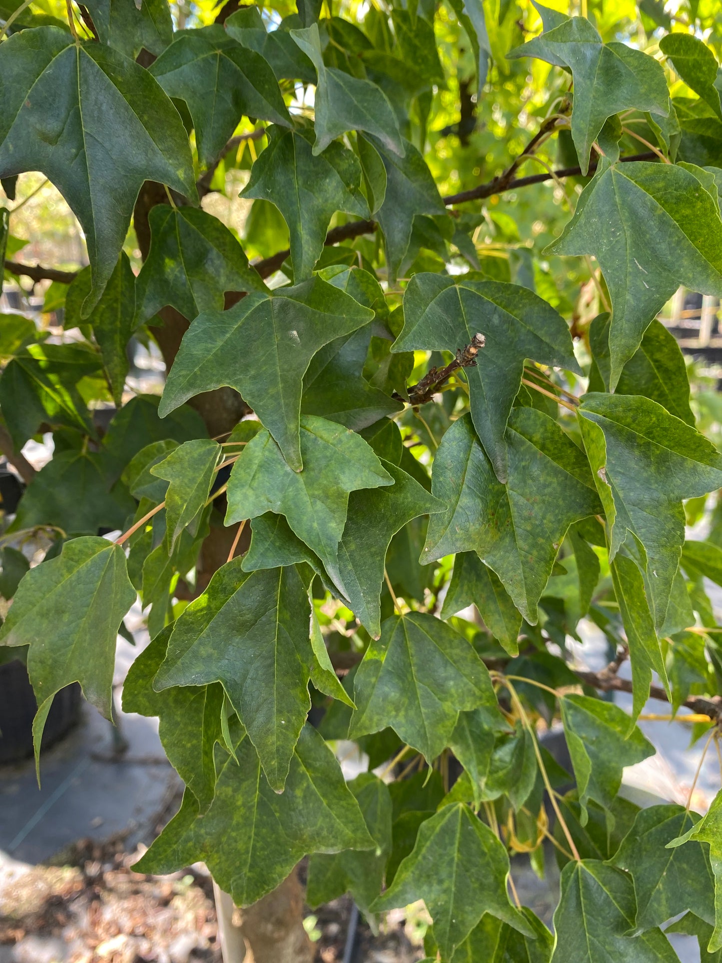 Trident Maple