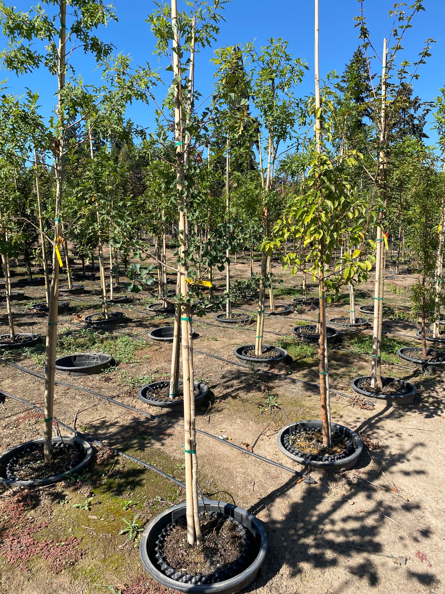 Golden Colonnade® Ginkgo