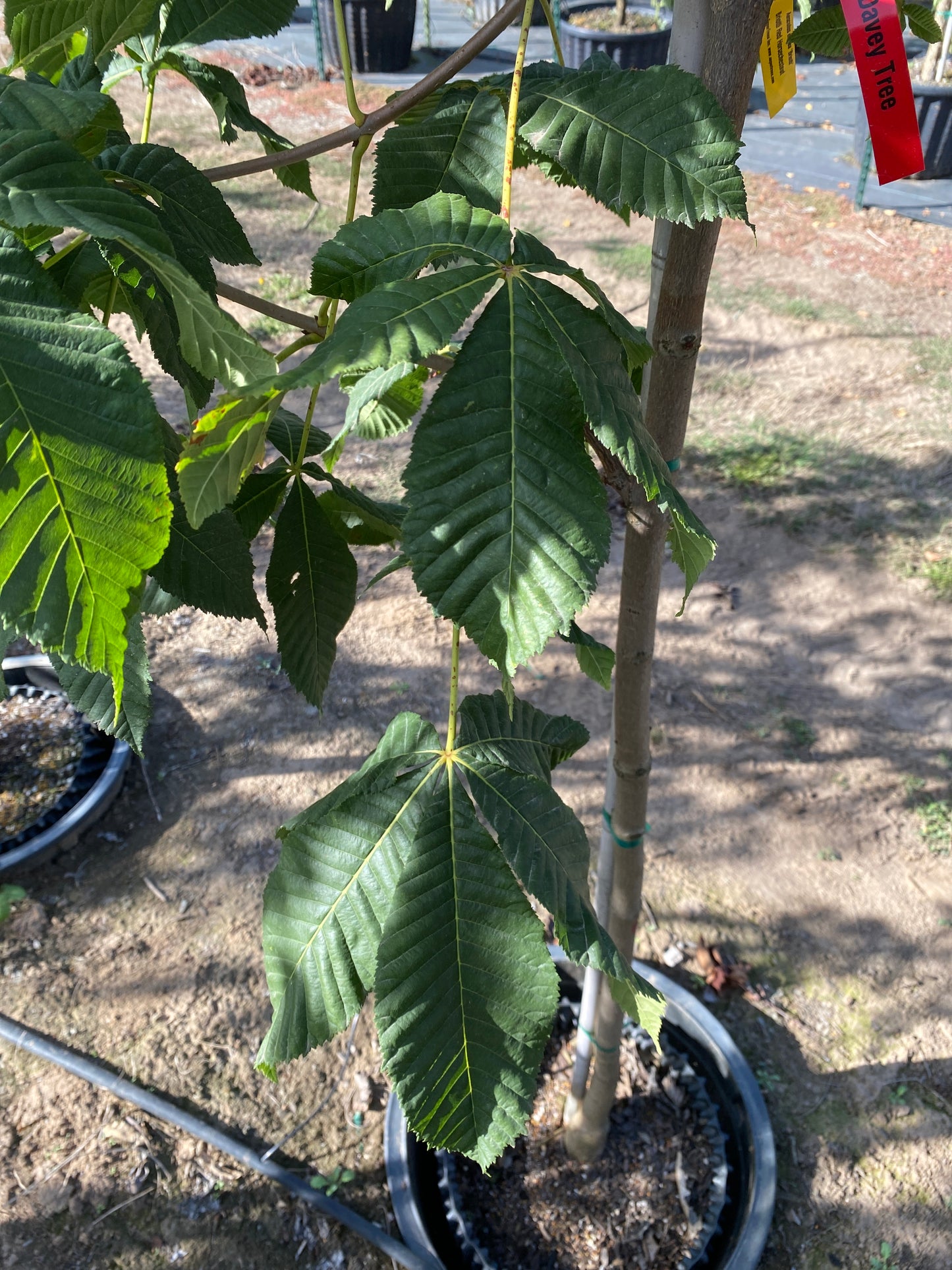 Briotii Red Horsechestnut