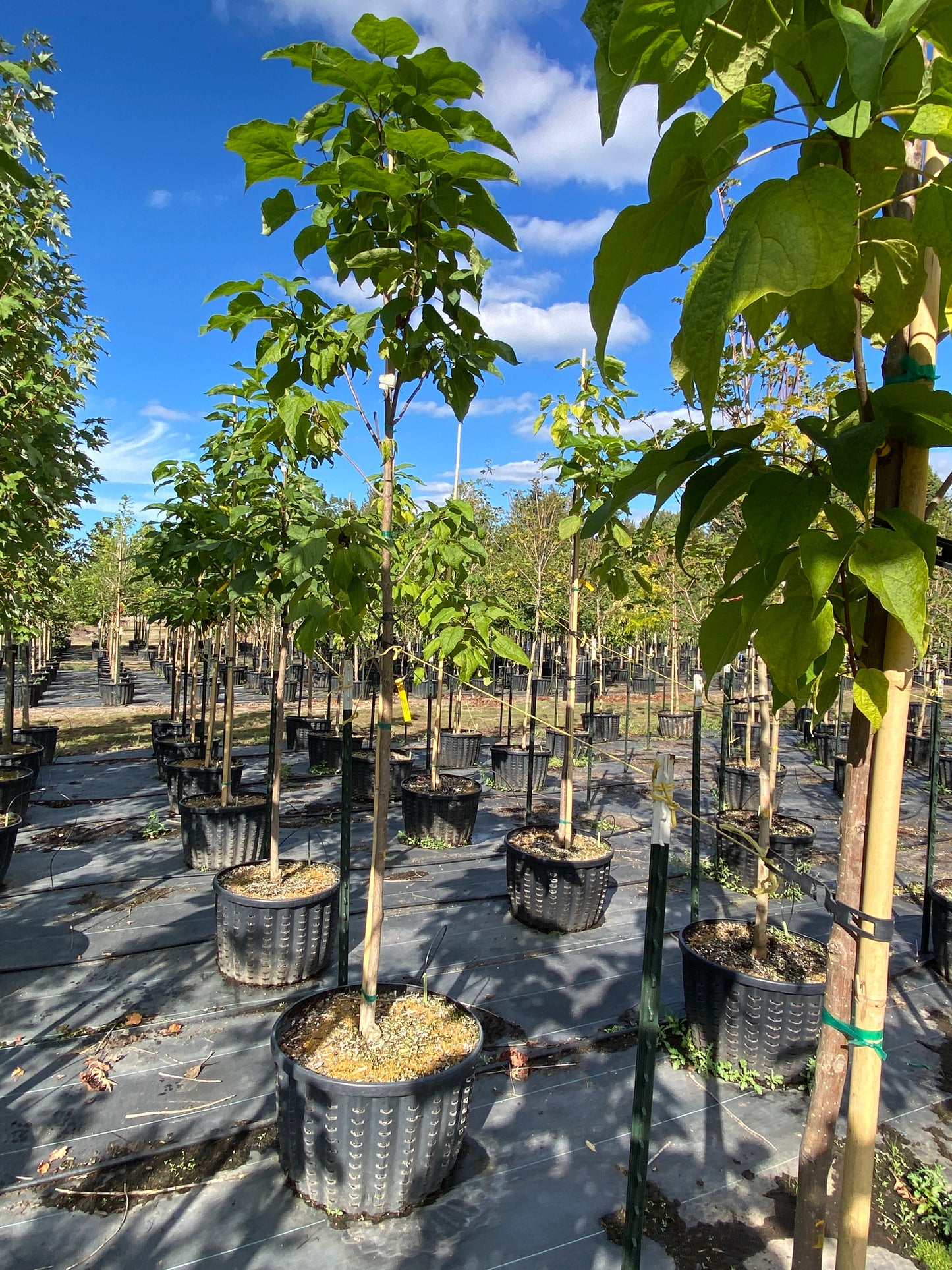 Heartland® Catalpa