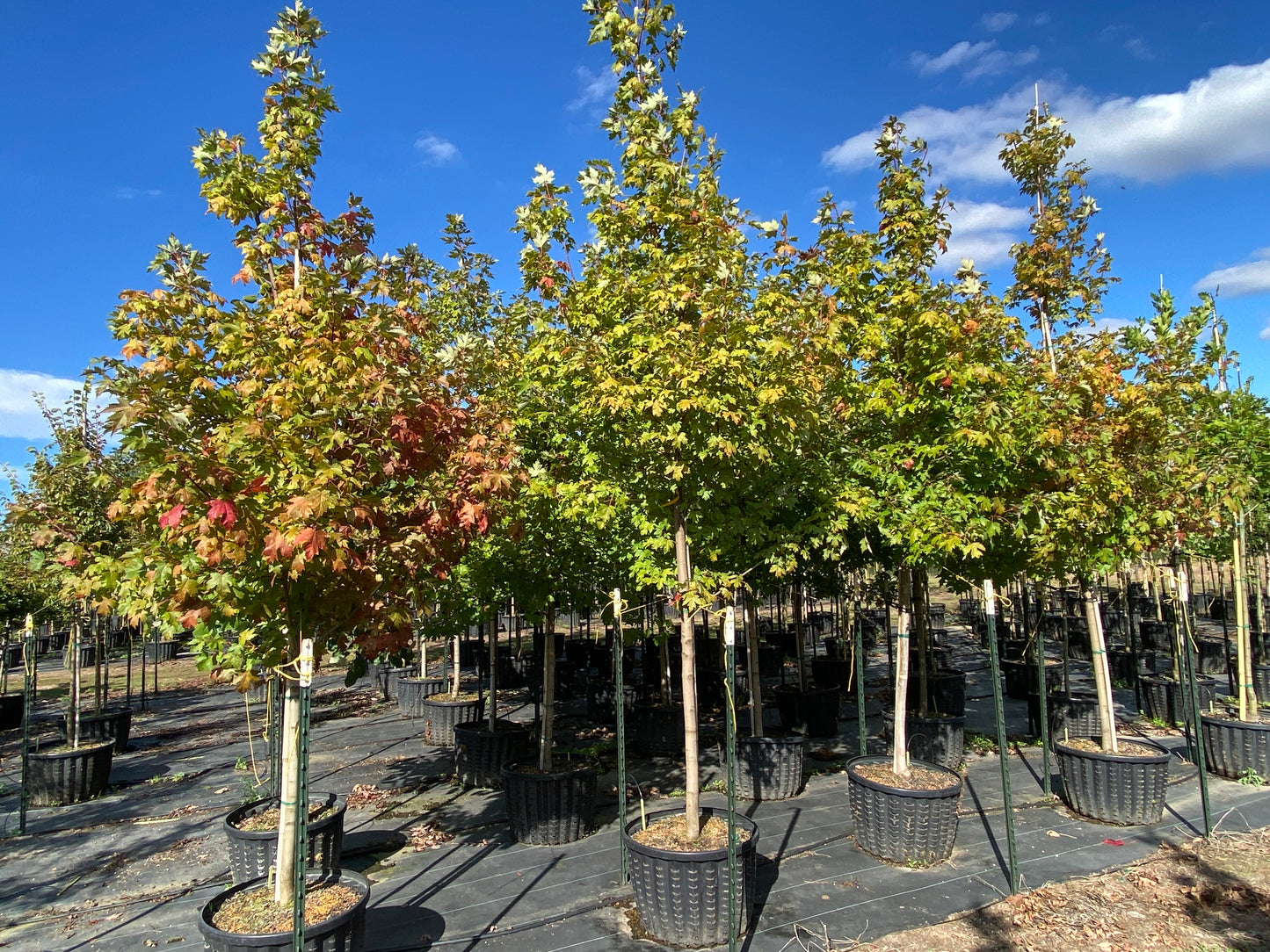 Autumn Blaze® Maple