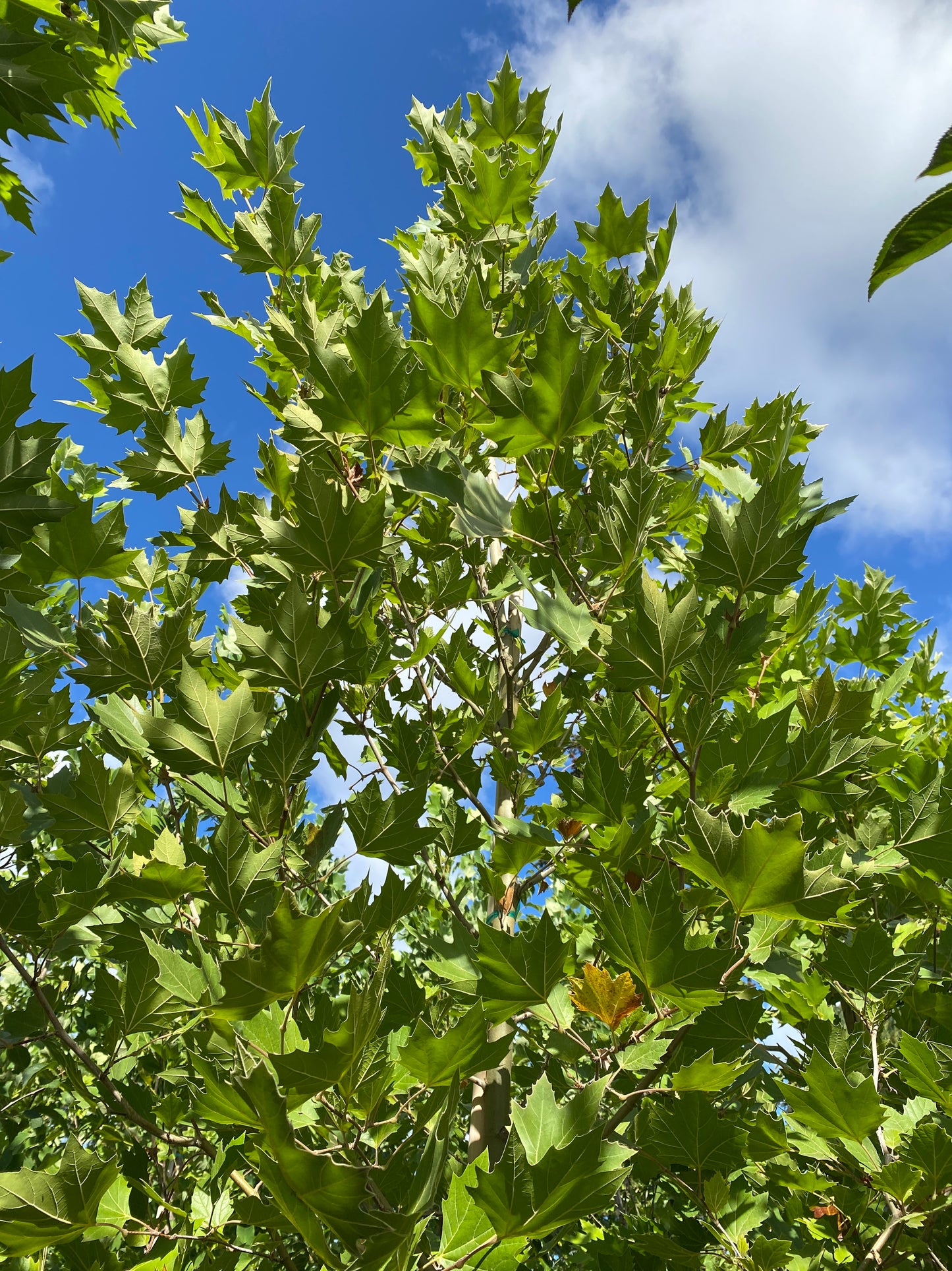 Exclamation!™ London Planetree