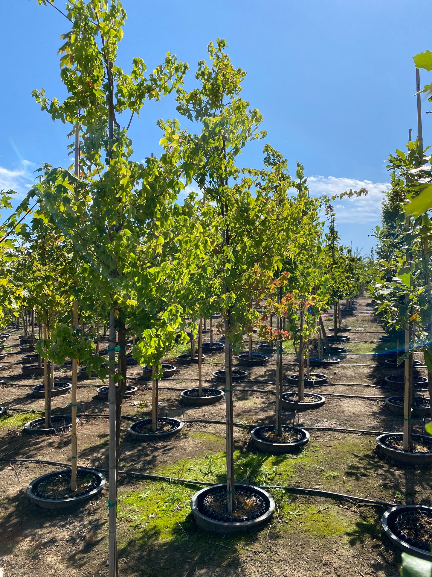 Trident Maple