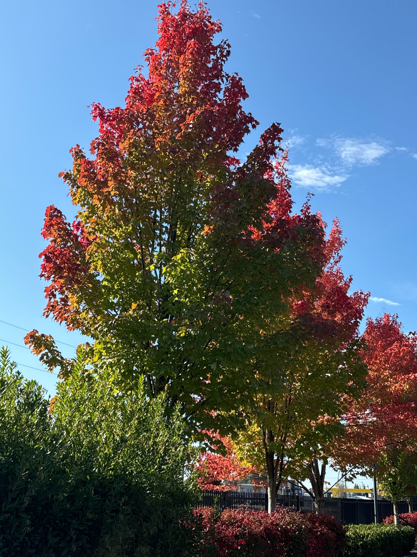 Armstrong Red Maple