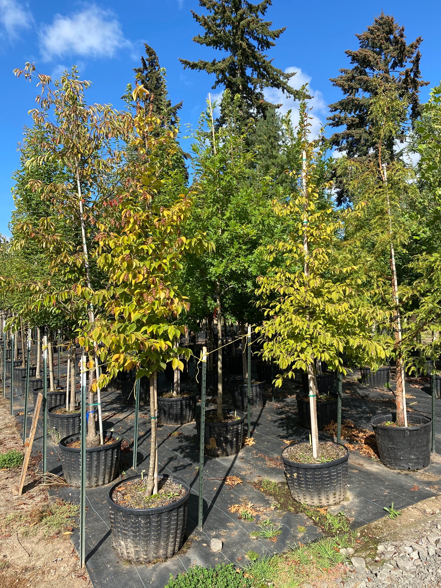 American hop hornbeam