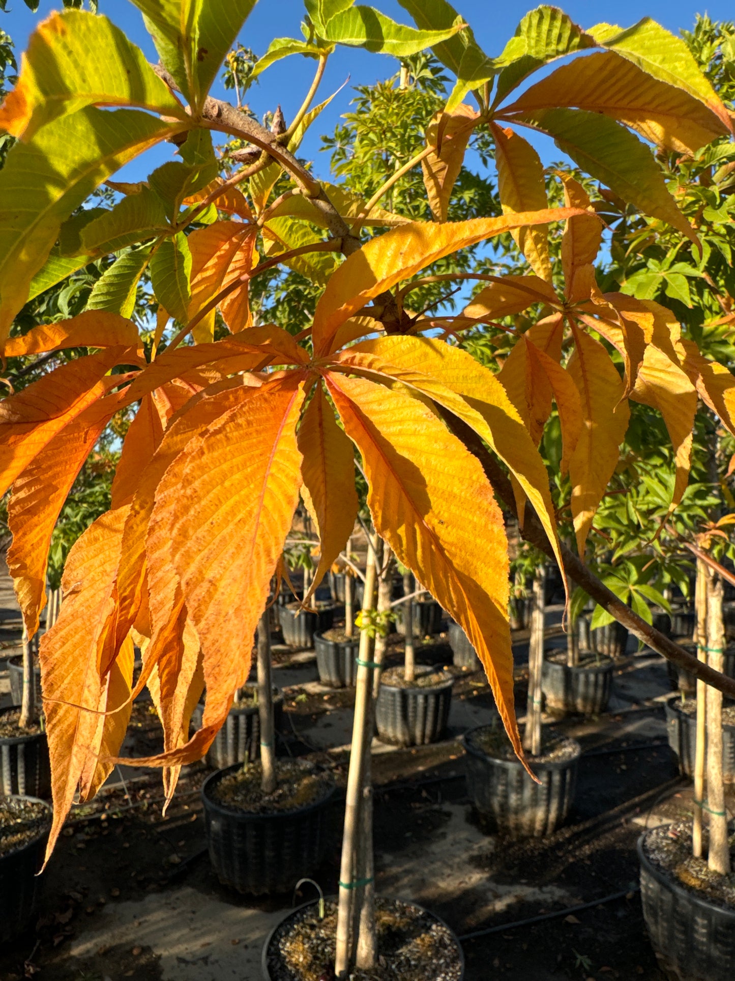 Ohio Buckeye