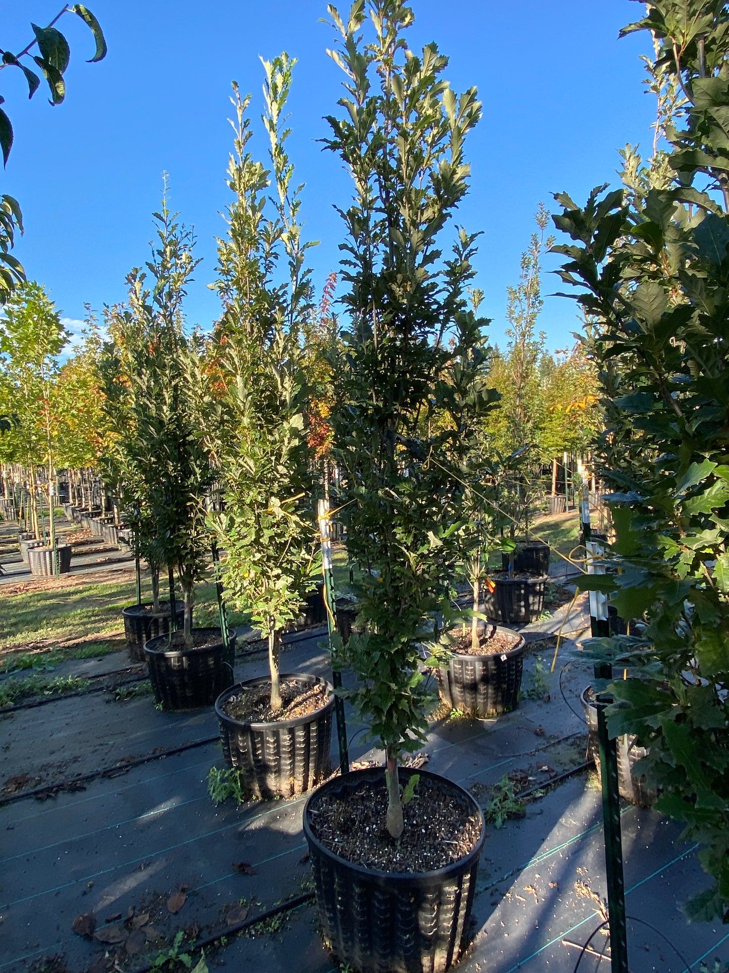 Kindred Spirit® Columnar Oak