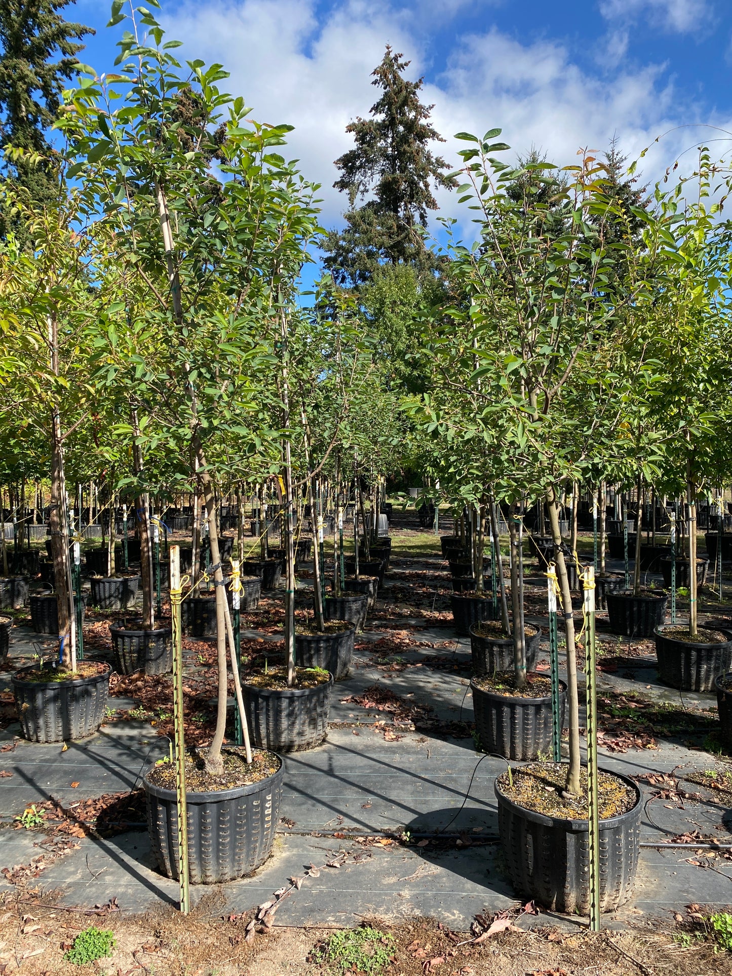 Autumn Brilliance Serviceberry