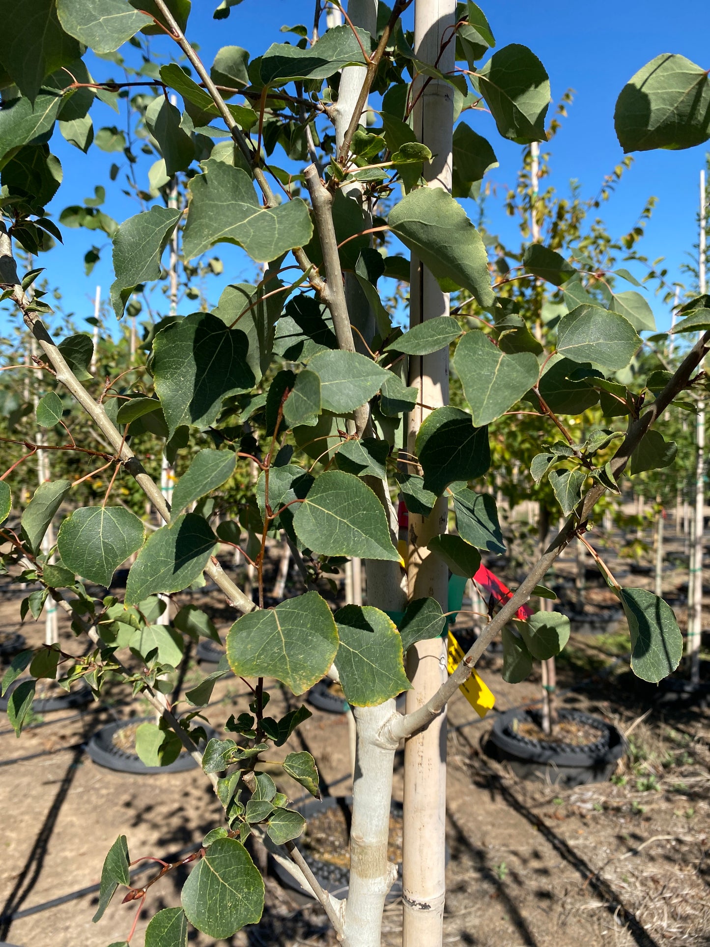 Quaking Aspen