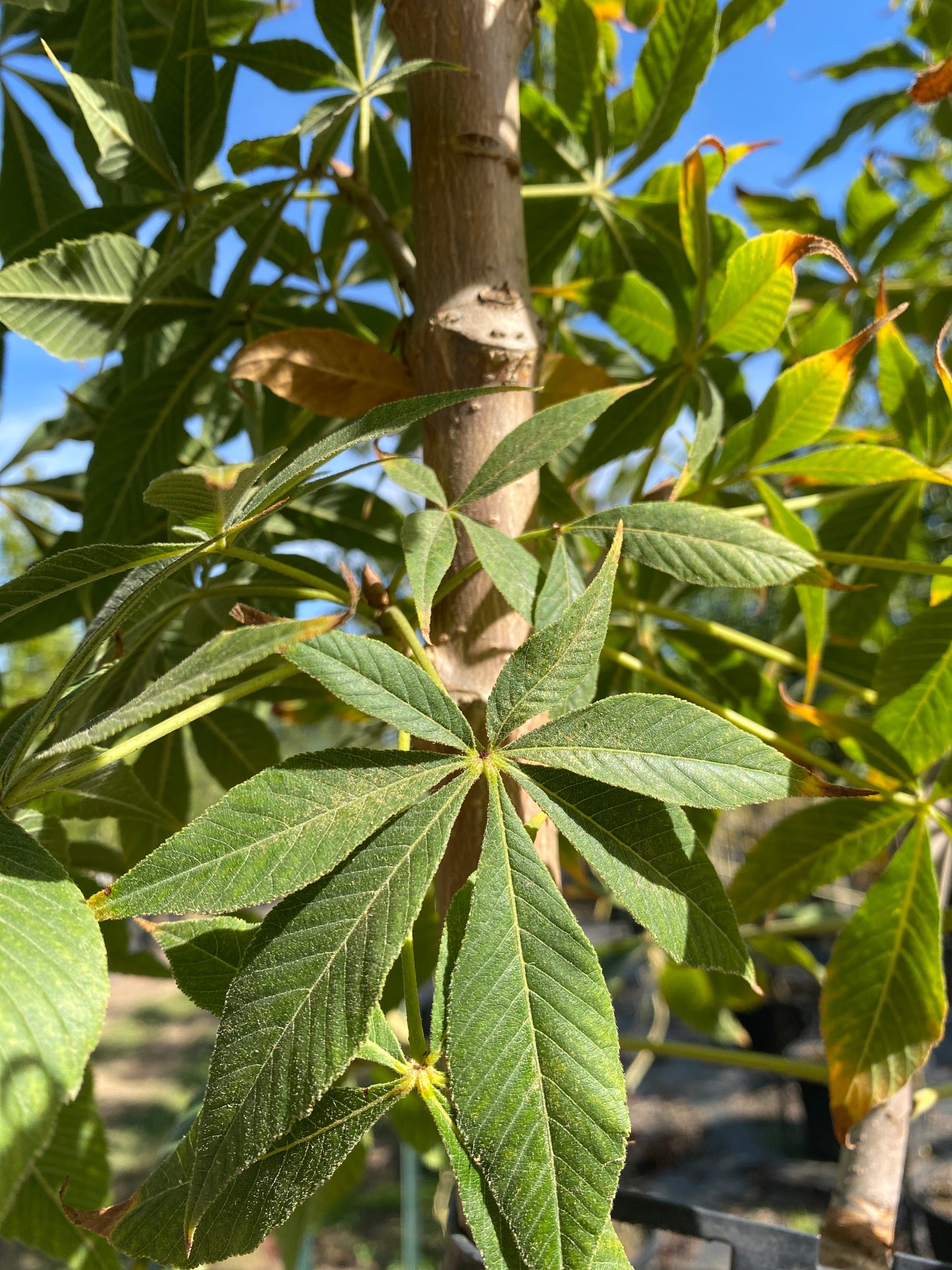 Ohio Buckeye