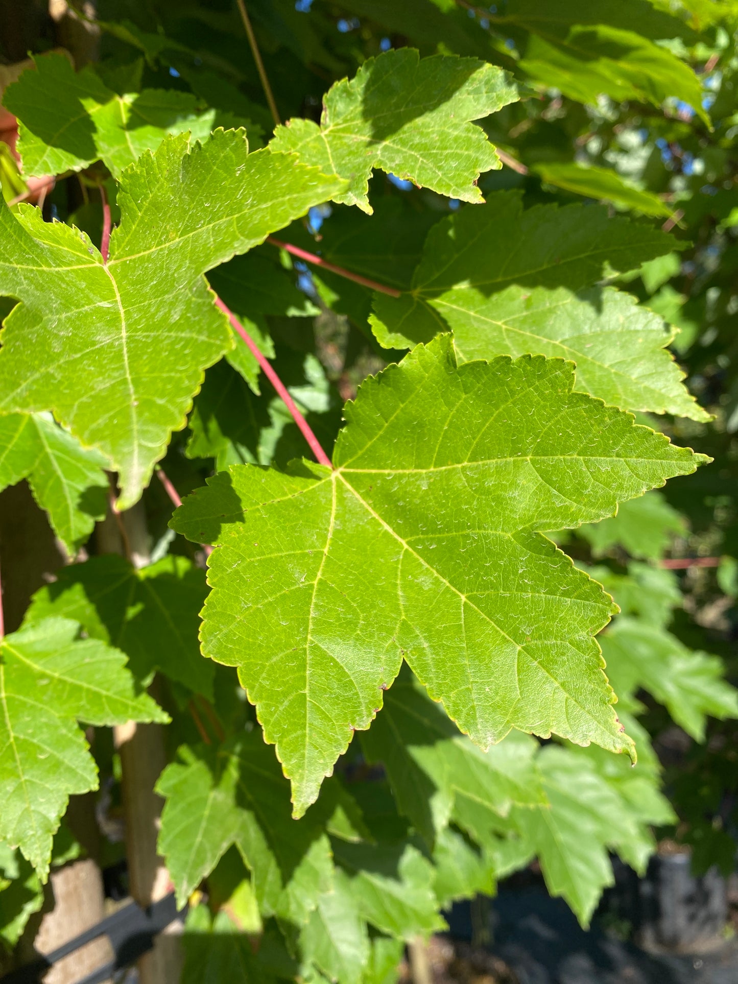 October Glory® Red Maple