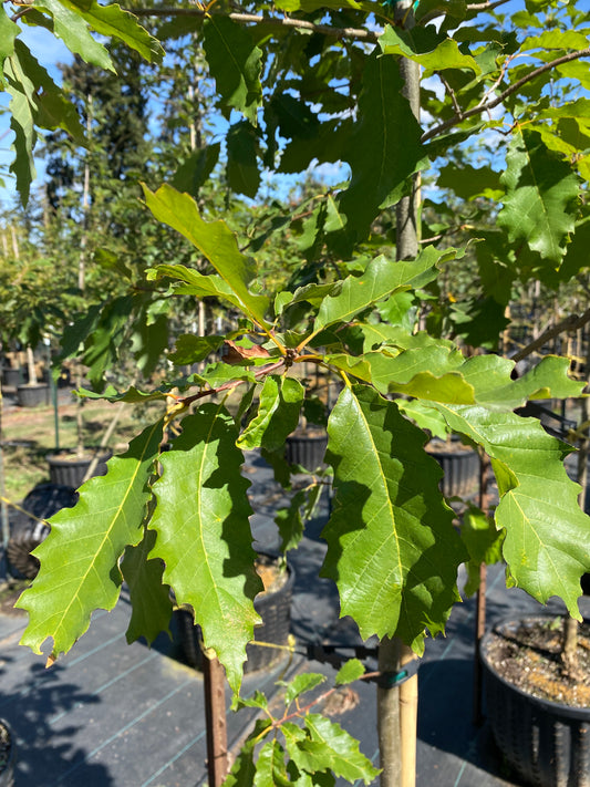 Chinkapin Oak