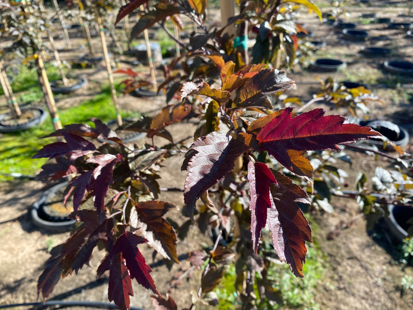 Royal Raindrops Flowering Crabapple- sproutfree™