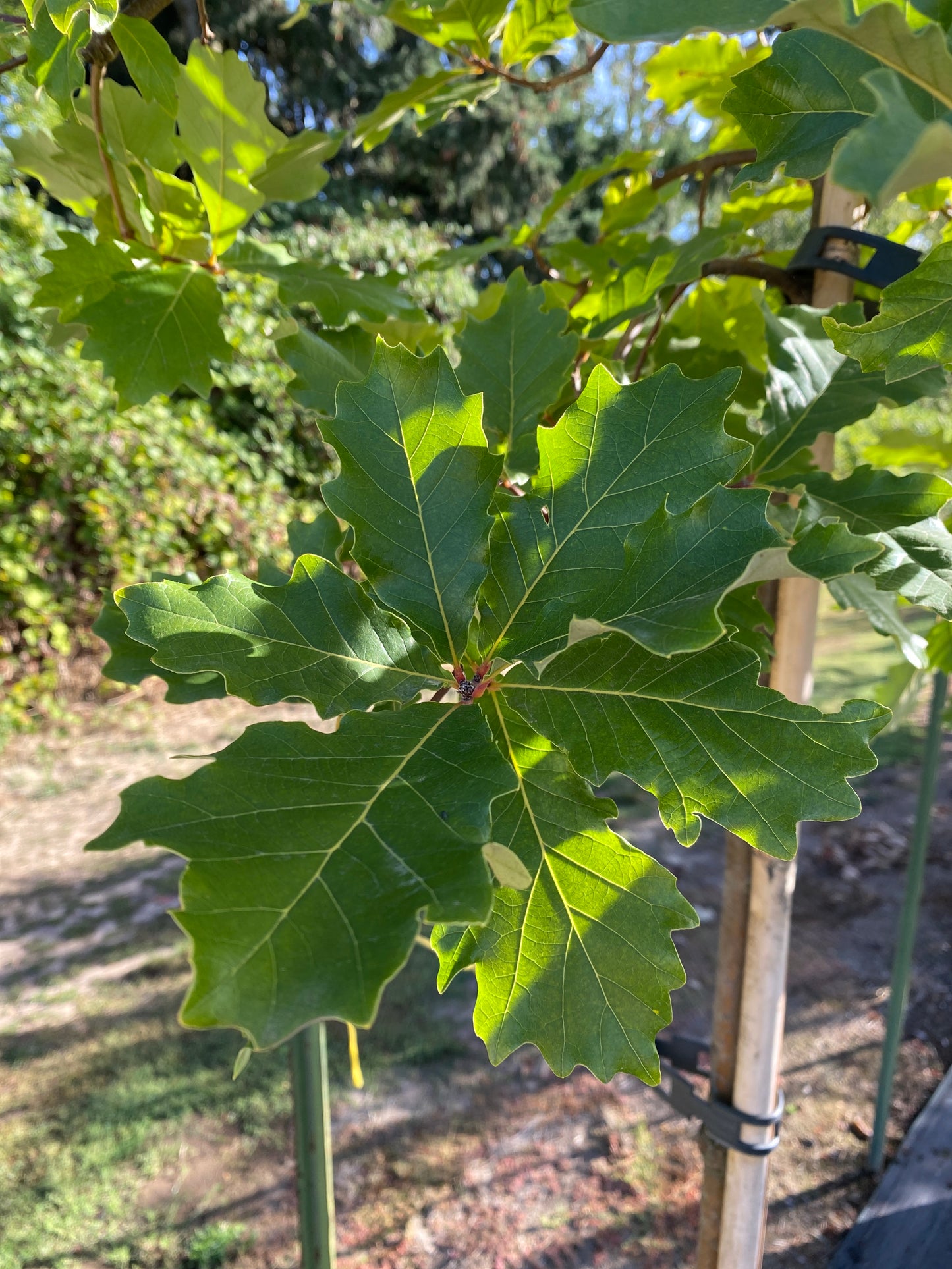 Swamp White Oak