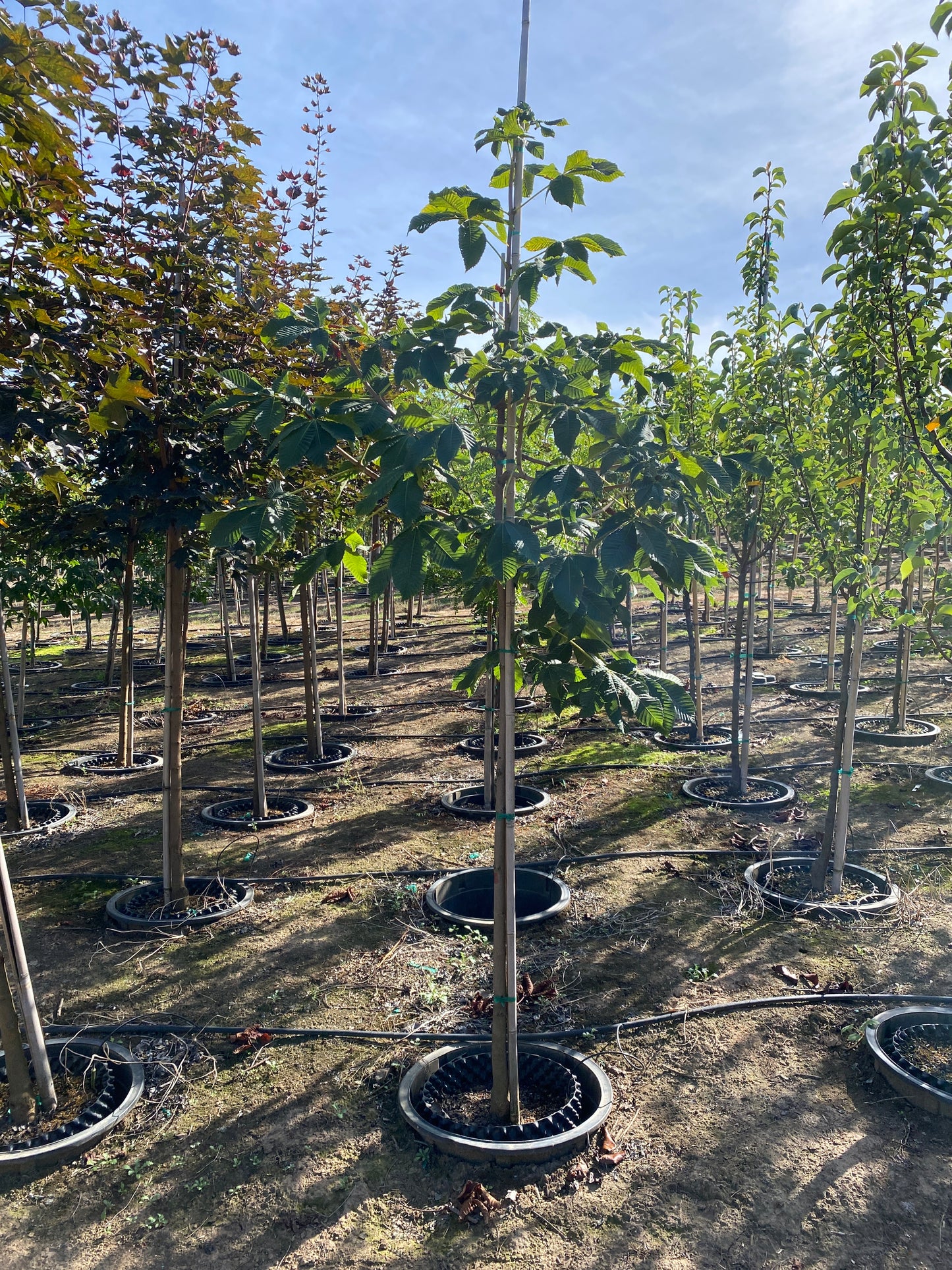 Briotii Red Horsechestnut