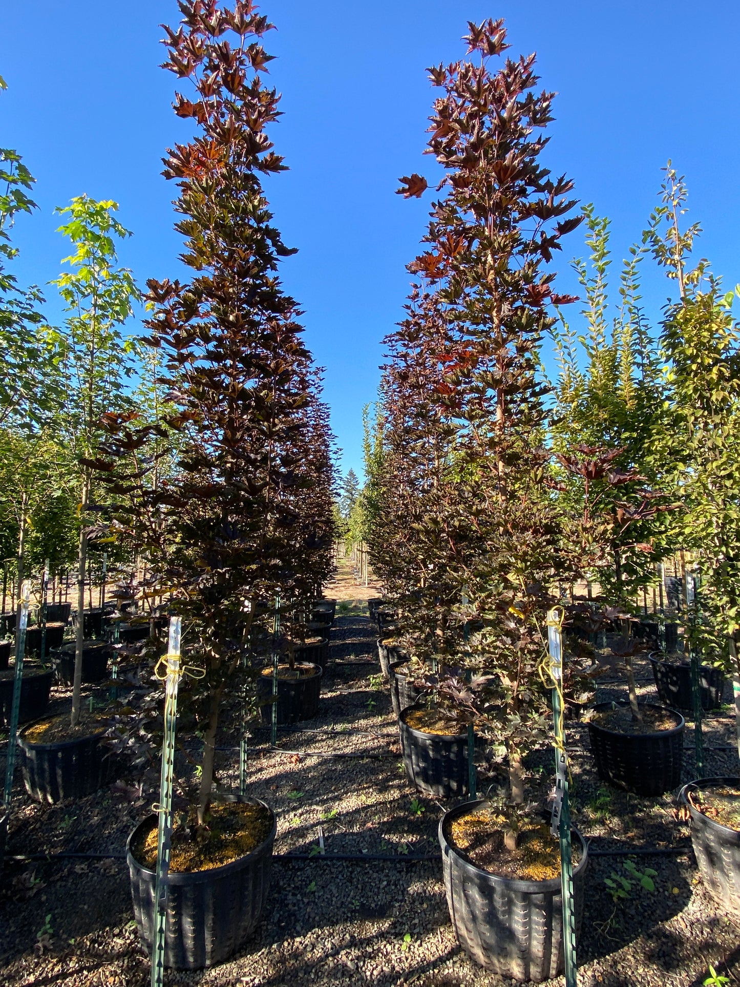 Crimson Sentry Norway Maple