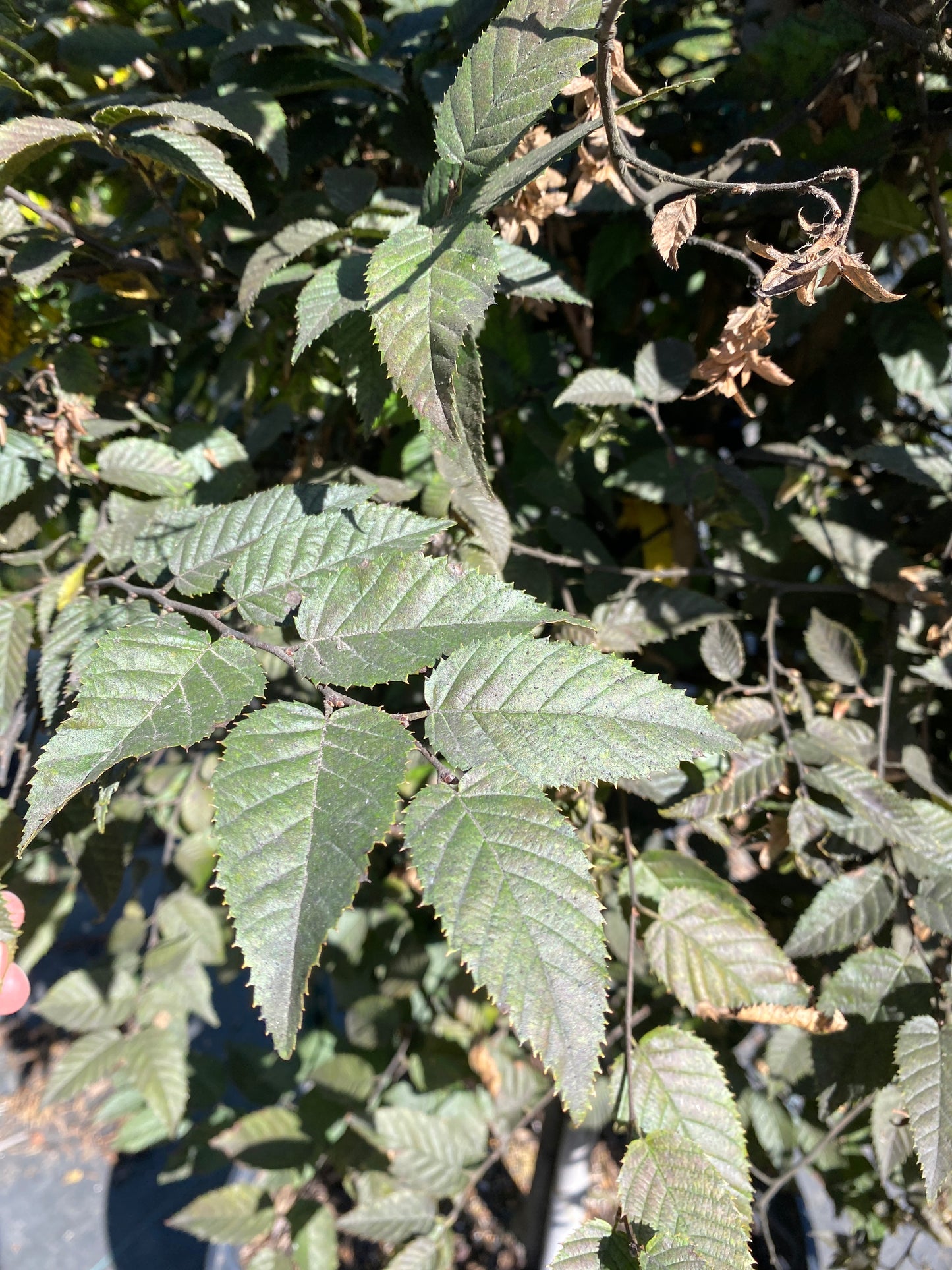 American Hornbeam