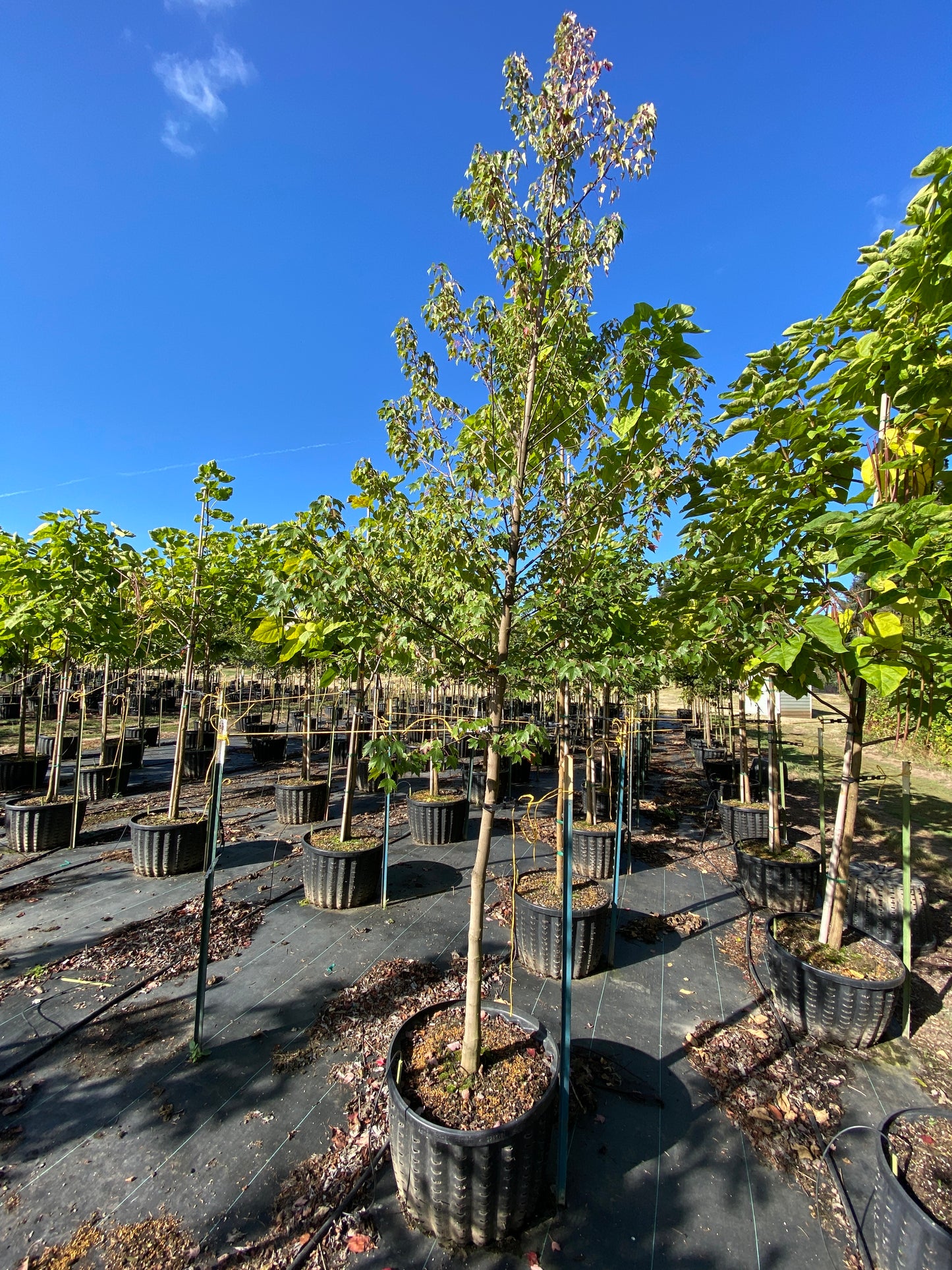 Sun Valley Red Maple