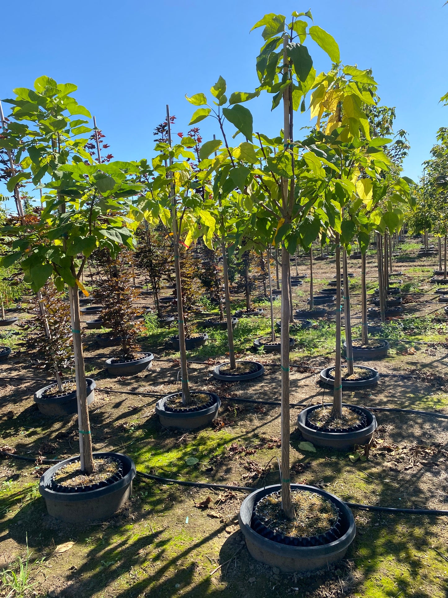 Northern Catalpa