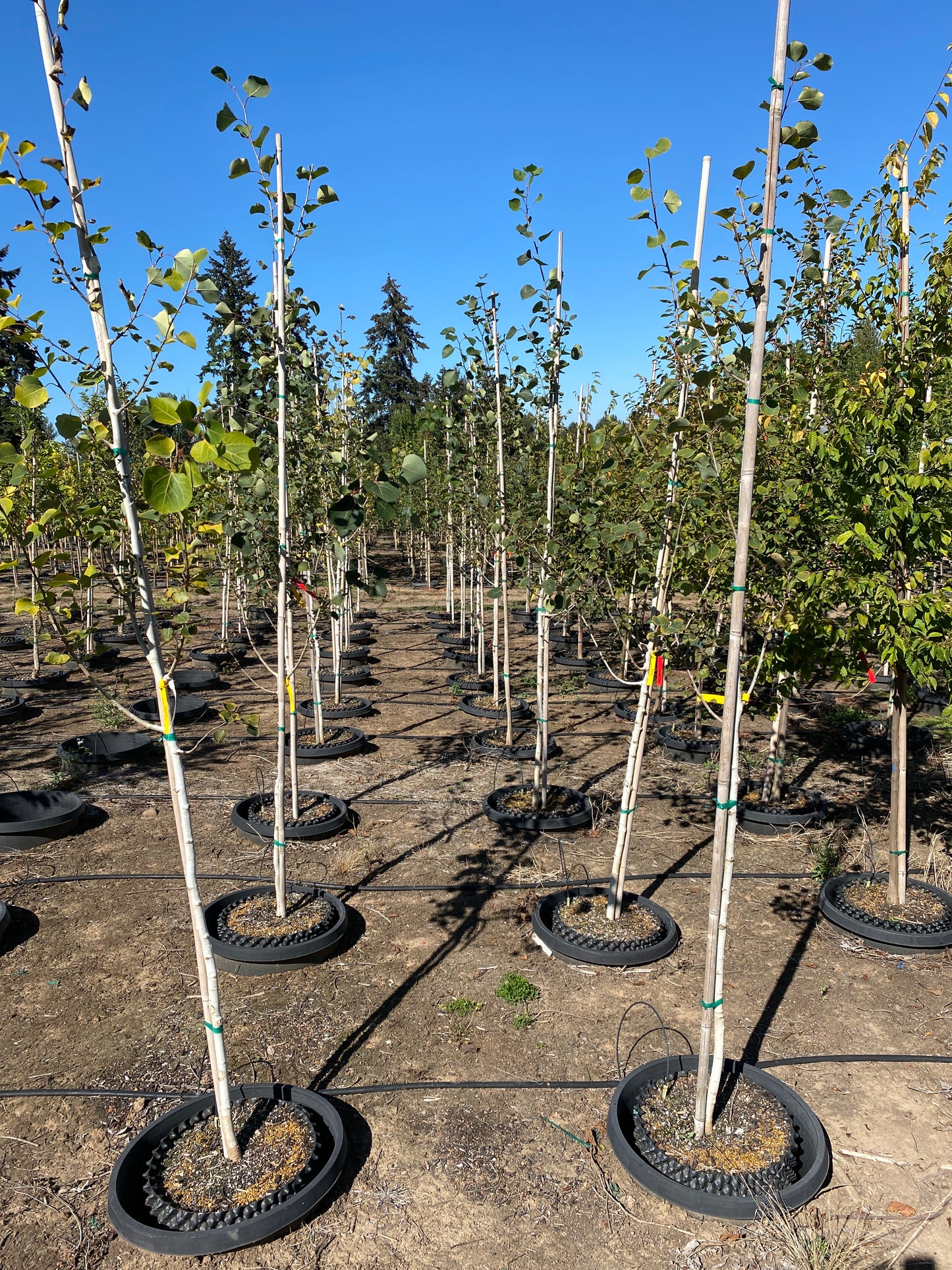 Quaking Aspen