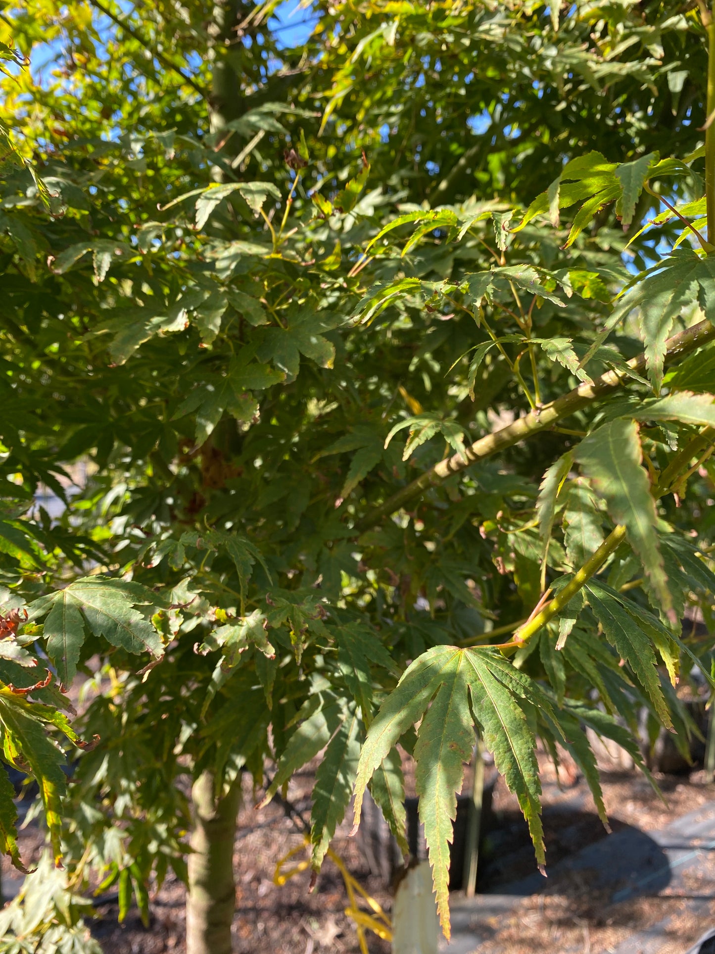 Green Japanese Maple