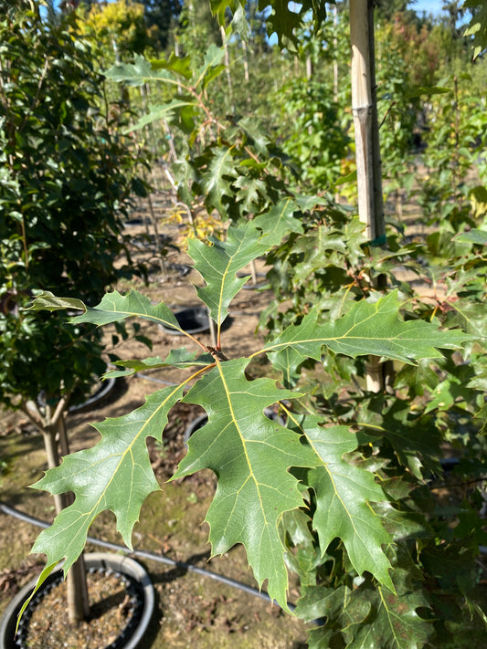 Northern Red Oak