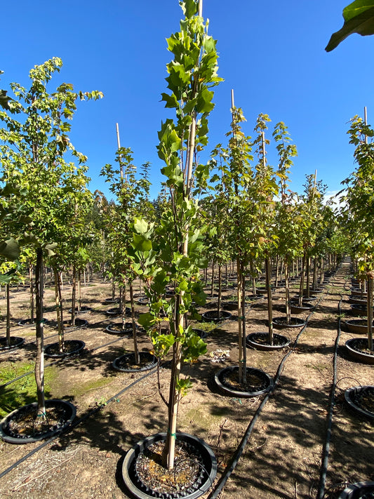 Arnold Columnar Tulip Tree