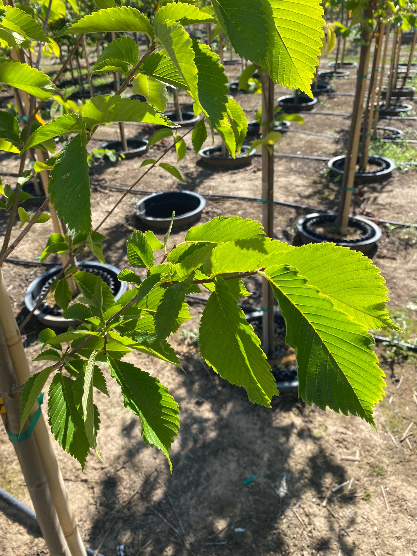 Princeton Elm