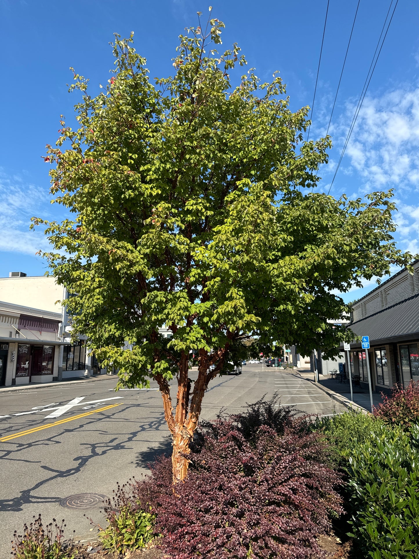 Paperbark Maple