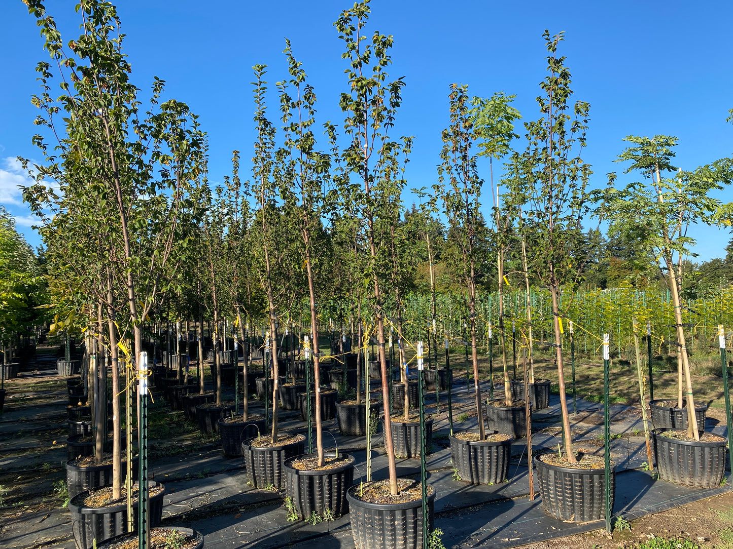 Emerald Avenue® Hornbeam