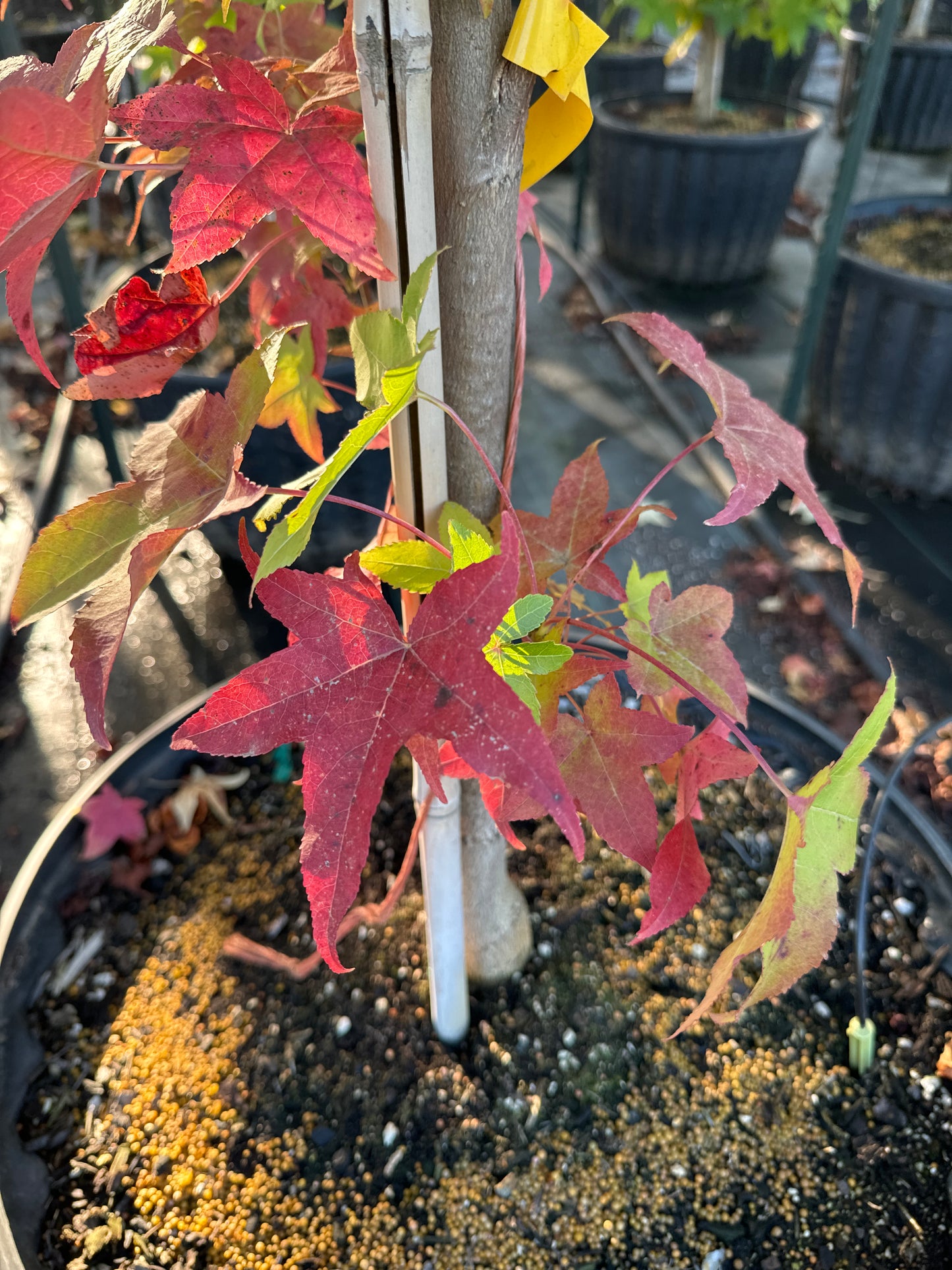 Slender Silhouette Sweetgum