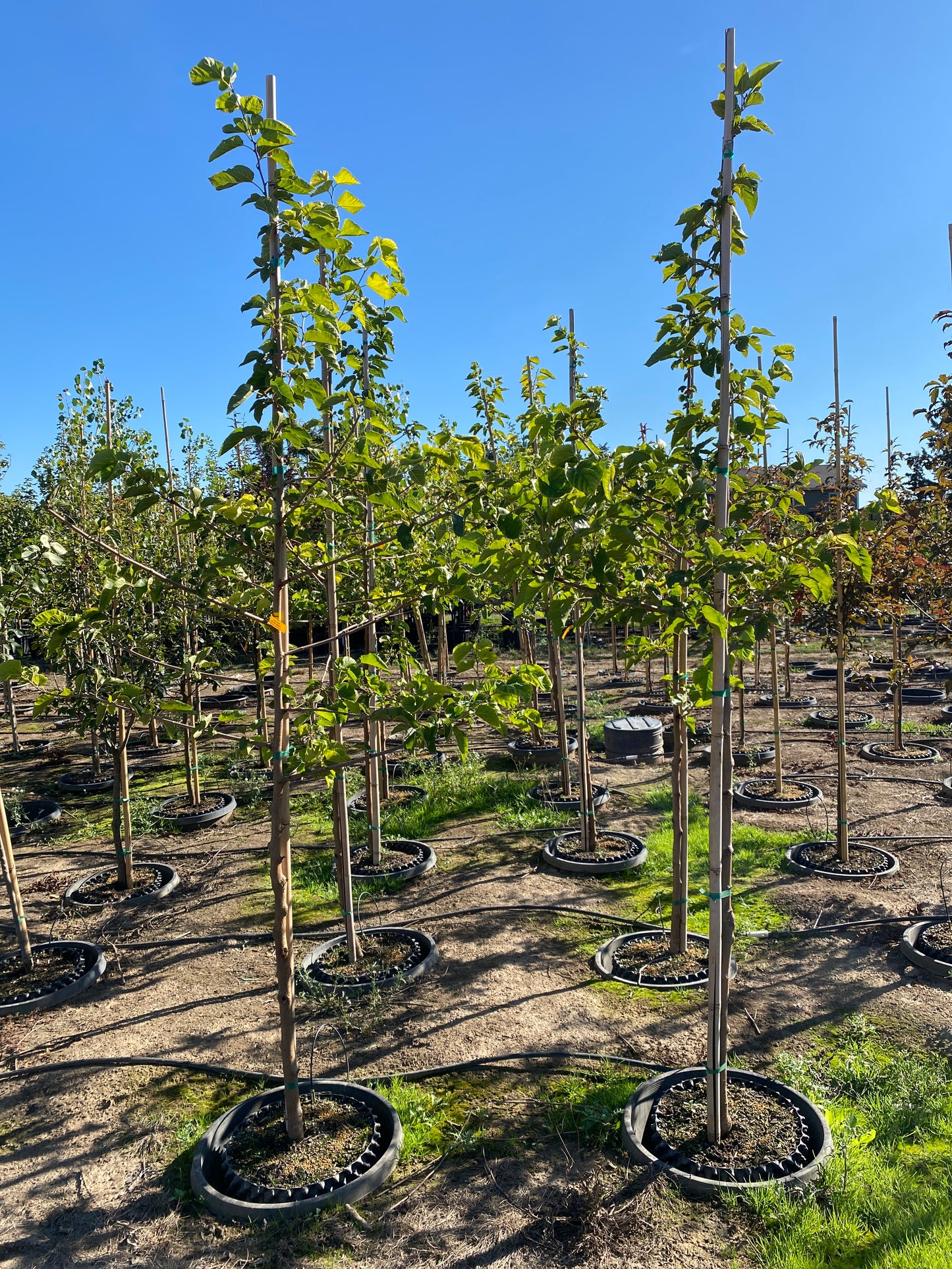 Fruitless Mulberry