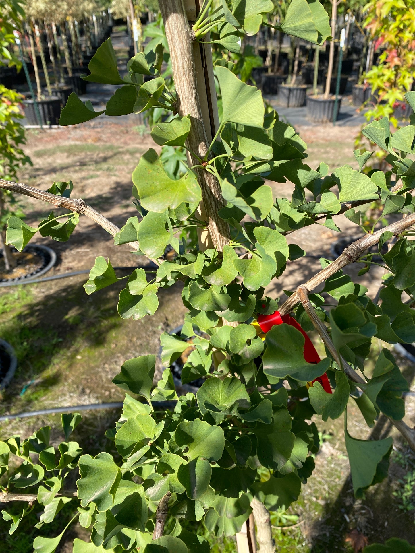 Autumn Gold Ginkgo