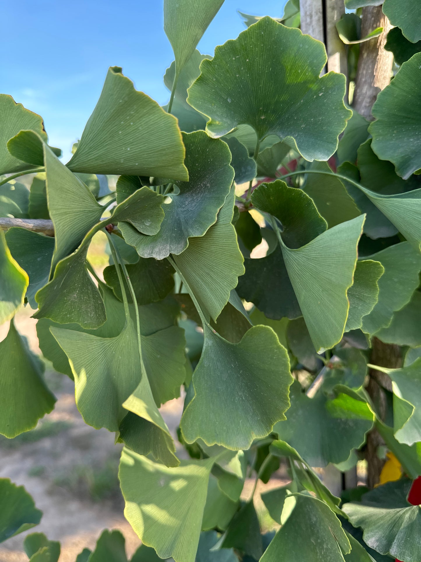 Saratoga Ginkgo