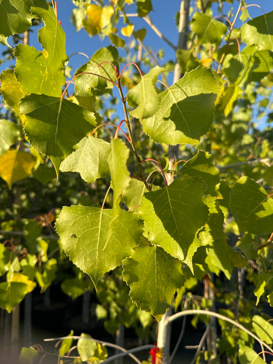 Jeronimus Plains Cottonwood