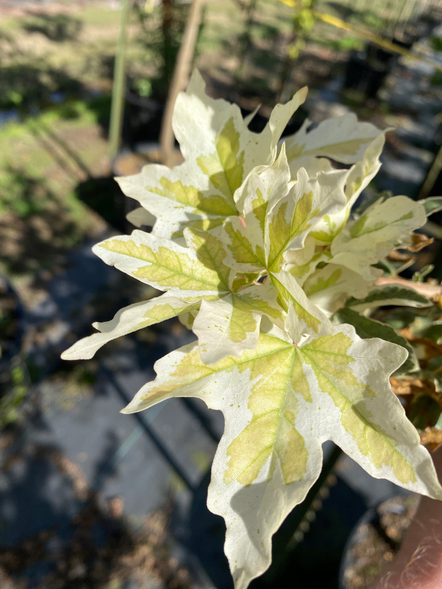 Carnival Hedge Maple