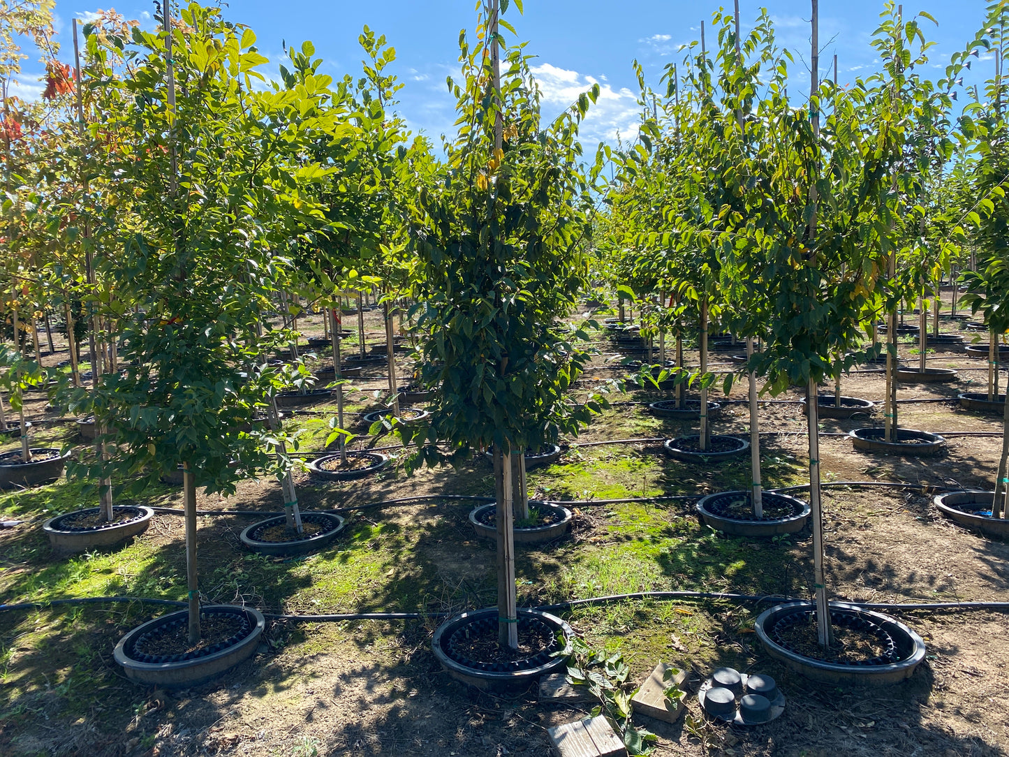 American Hornbeam