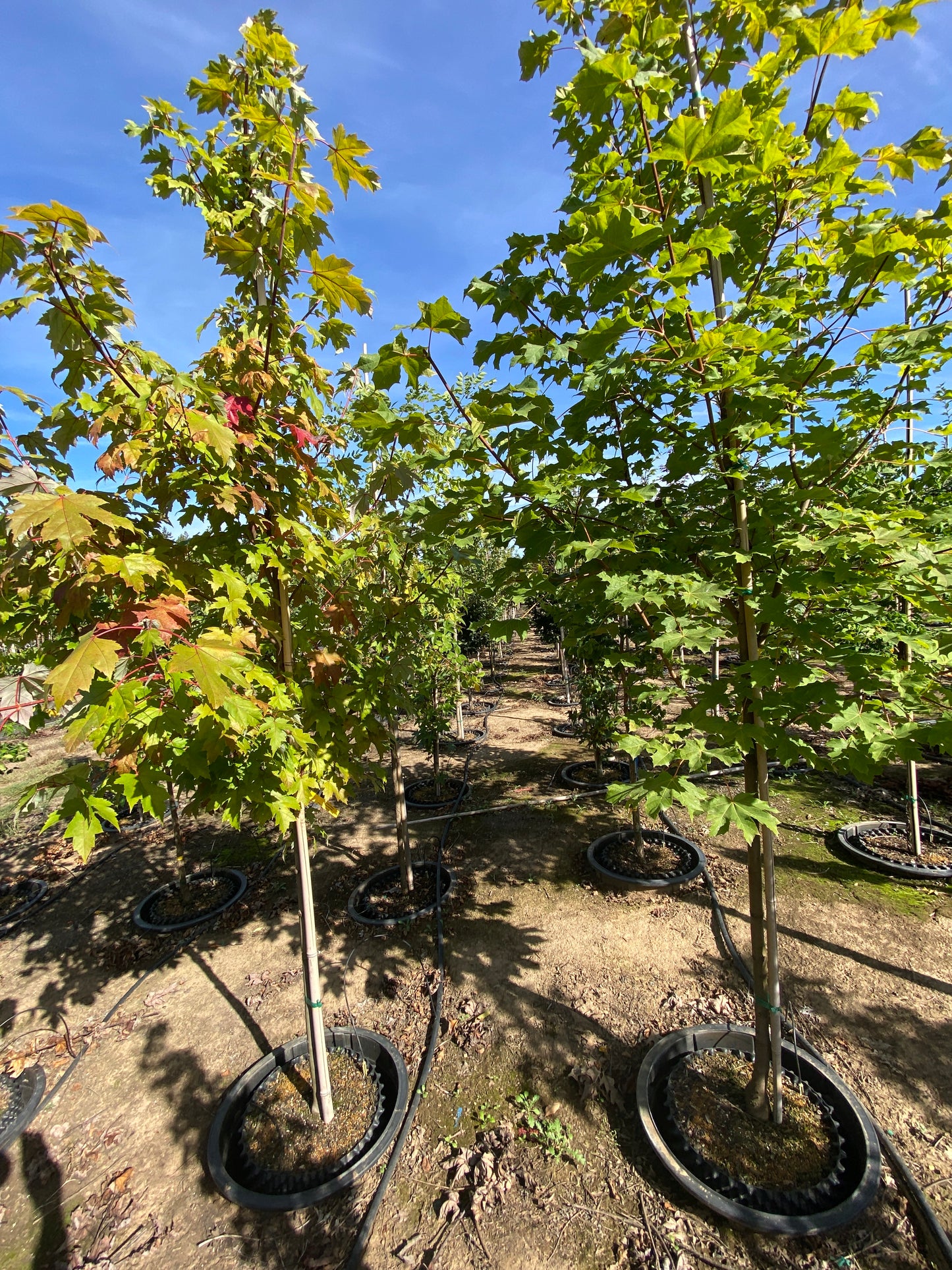 Armstrong Red Maple