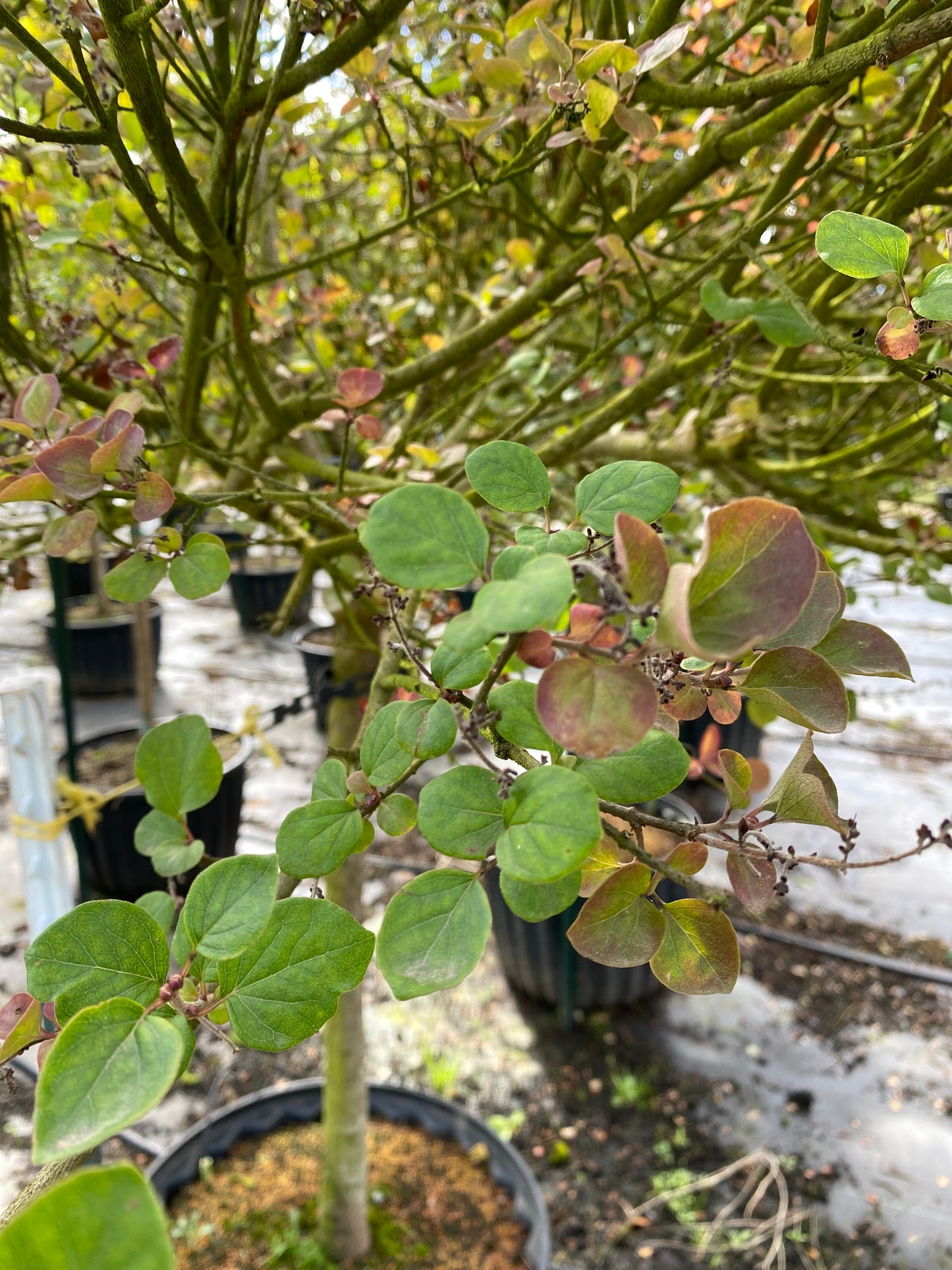 Dwarf Korean Lilac on standard