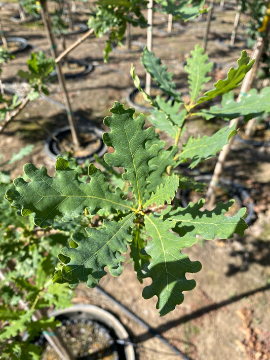 English Oak