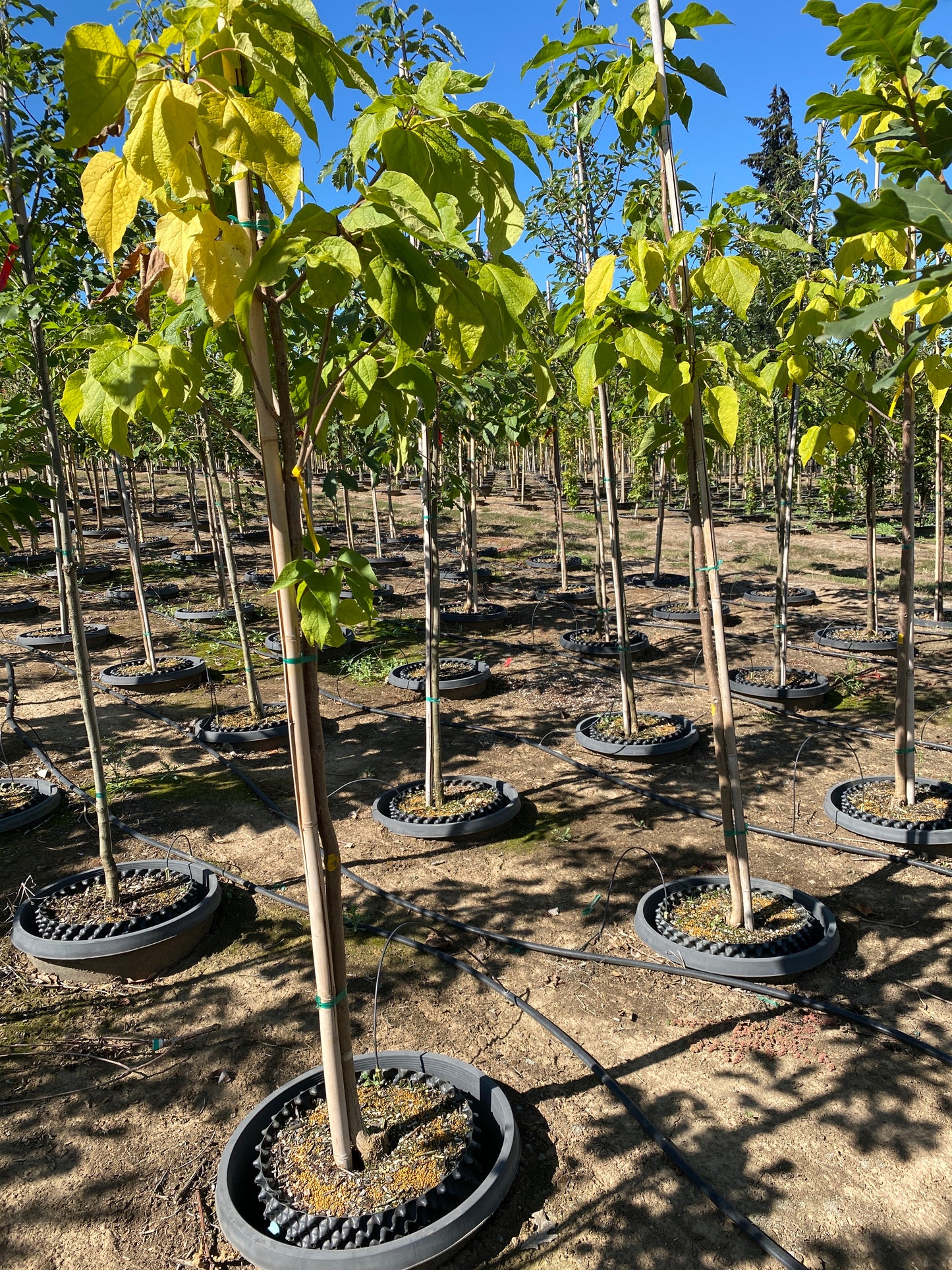 Heartland® Catalpa