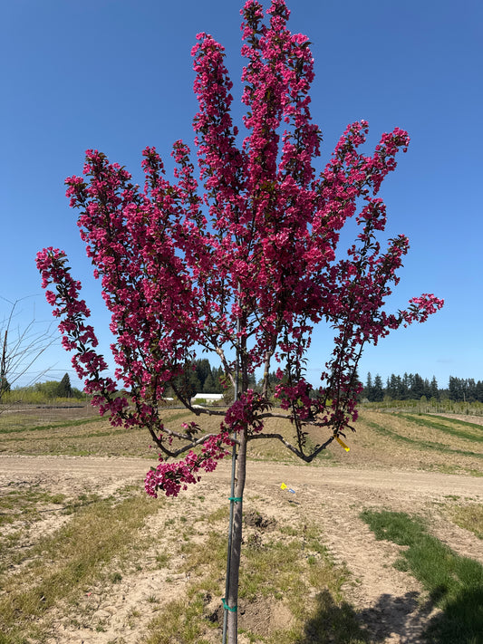 Prairiefire Crabapple Own Root