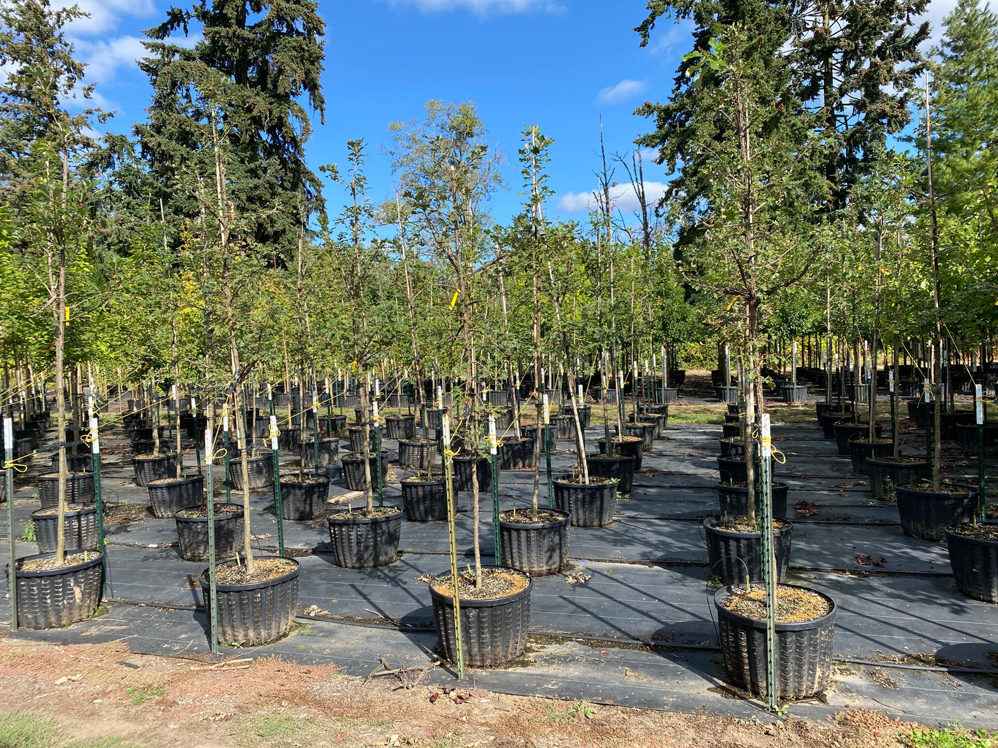 Bur Oak