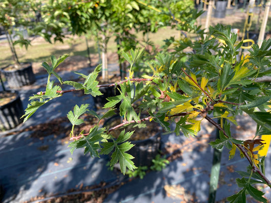 Russian Hawthorn