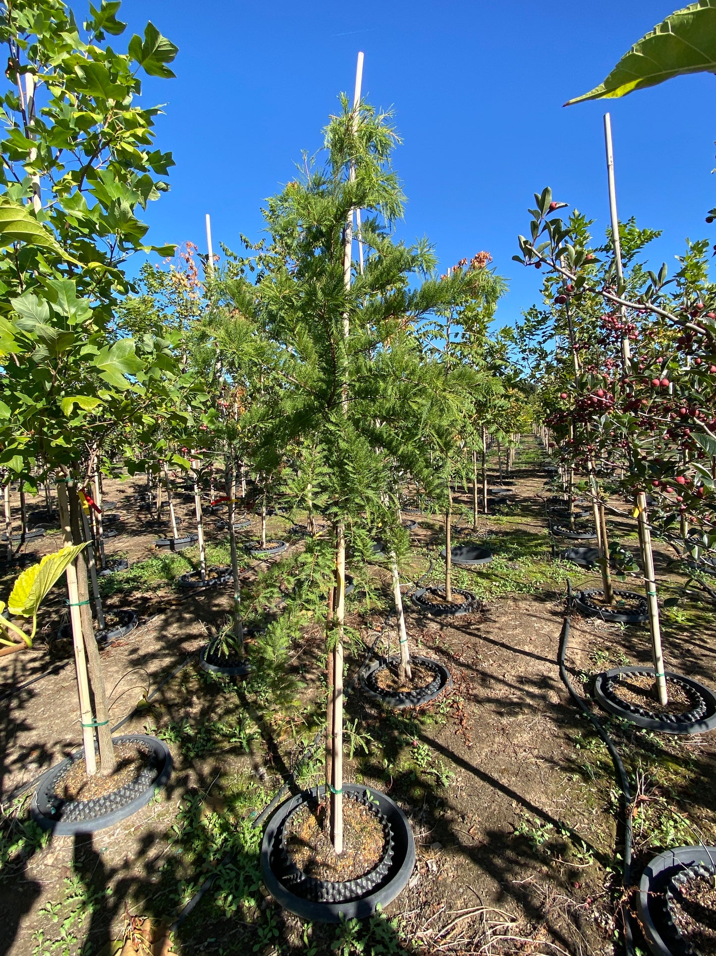 Shawnee Brave™ Bald Cypress