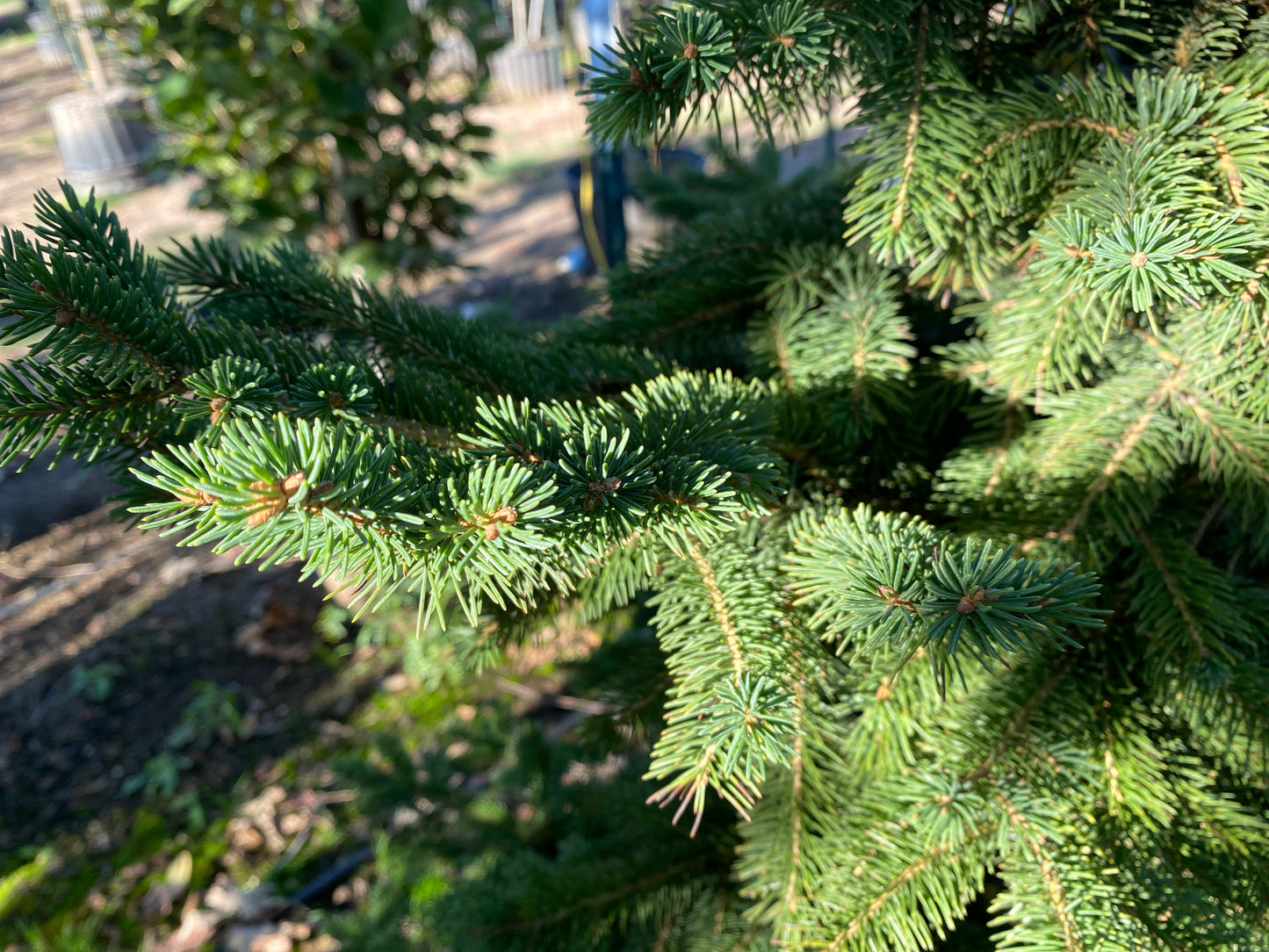 Black Hills Spruce