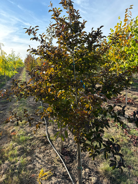 Korean Stewartia