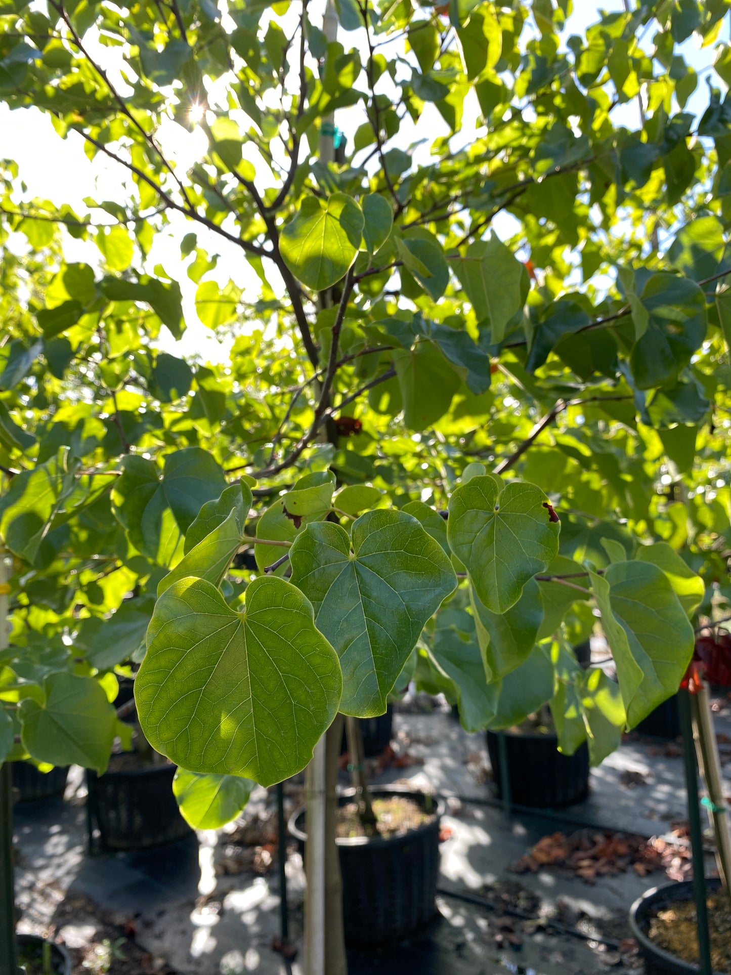 Oklahoma redbud